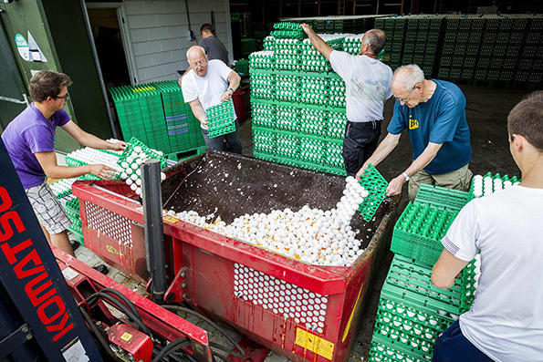 欧洲毒鸡蛋波及7国，中国未从欧盟进口禽蛋产品，比利时出现“瞒报”事件