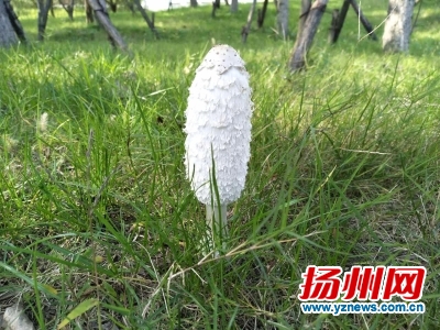 公园里长出了鸡腿菇，与酒同食会中毒
